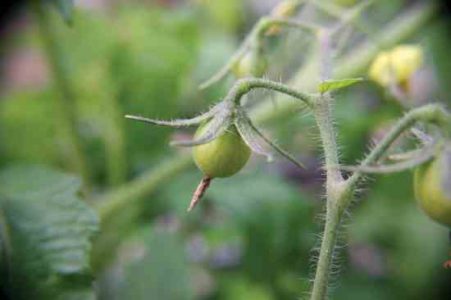 Growing Tomatoes from Seed Image